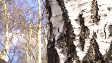 Bahar ormanı güneşli bir günde