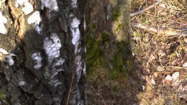 Bahar ormanı güneşli bir günde