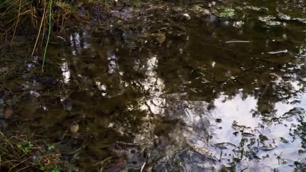 Floresta Primavera Dia Ensolarado — Vídeo de Stock