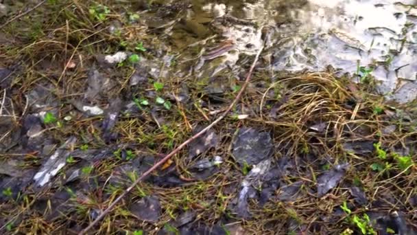 Floresta Primavera Dia Ensolarado — Vídeo de Stock