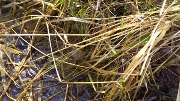 Forêt Printemps Par Une Journée Ensoleillée — Video