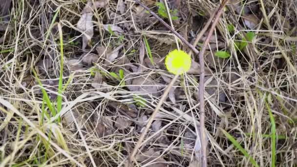 forêt de printemps par une journée ensoleillée