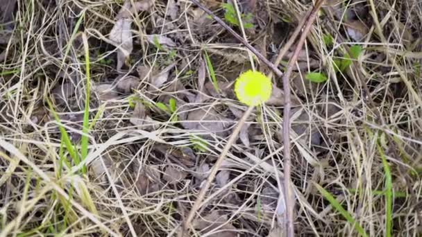 Bosque Primavera Día Soleado — Vídeos de Stock