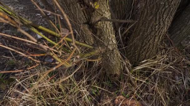 Bosque Primavera Día Soleado — Vídeo de stock