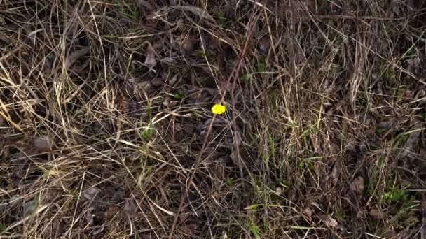 forêt de printemps par une journée ensoleillée