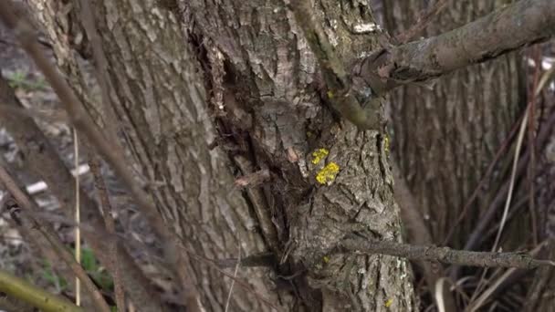 Forêt Printemps Par Une Journée Ensoleillée — Video