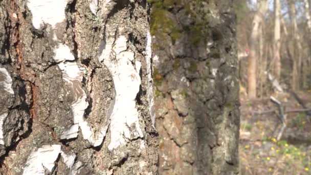 forêt de printemps par une journée ensoleillée