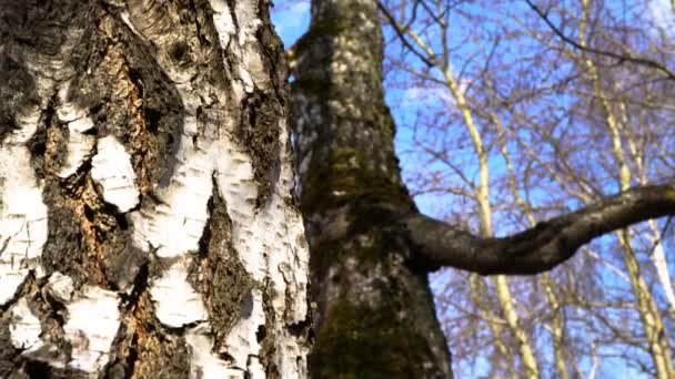 Bosque Primavera Día Soleado — Vídeos de Stock