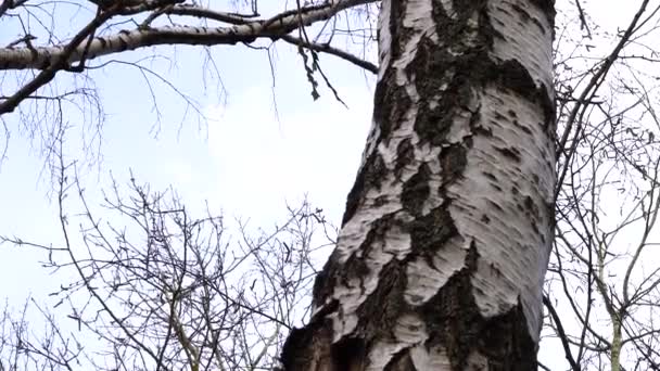 Forêt Printemps Par Une Journée Ensoleillée — Video