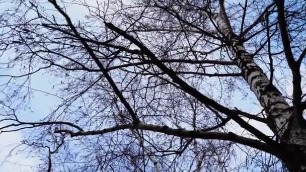Frühlingswald Einem Sonnigen Tag — Stockvideo
