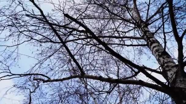 forêt de printemps par une journée ensoleillée