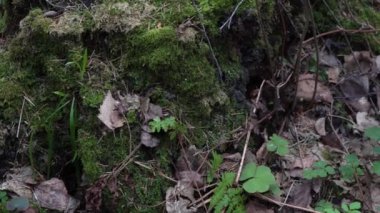 Eski orman yakın çekim 4 k bahar