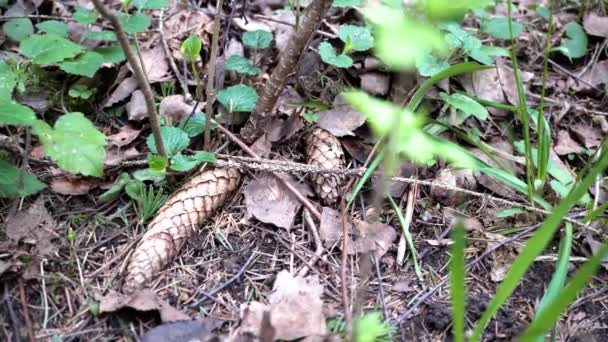 Printemps Vieille Forêt Close — Video