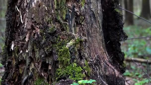 Frühling Alter Wald Aus Nächster Nähe — Stockvideo