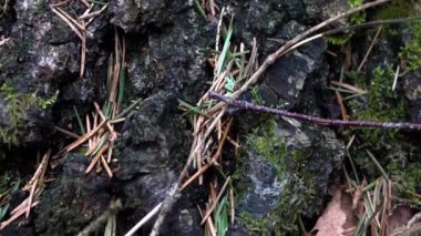 Eski orman yakın çekim 4 k bahar