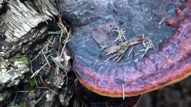 Eski orman yakın çekim 4 k bahar