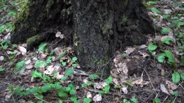 Eski orman yakın çekim 4 k bahar