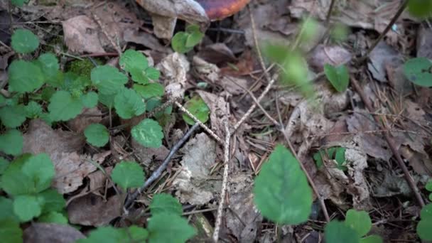 Våren Gammal Skog Närbild — Stockvideo