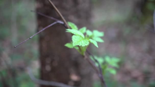 Primavera Bosque Viejo Primer Plano — Vídeos de Stock