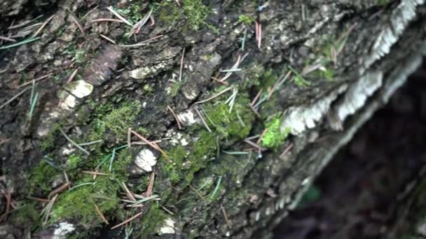 Frühling Alter Wald Aus Nächster Nähe — Stockvideo