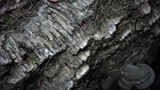 Весняний Старий Ліс Крупним Планом — стокове відео