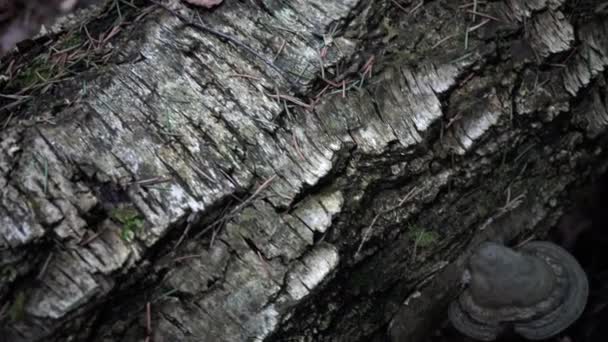 Frühling Alter Wald Aus Nächster Nähe — Stockvideo