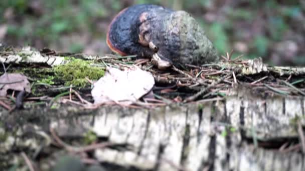 Våren Gammal Skog Närbild — Stockvideo