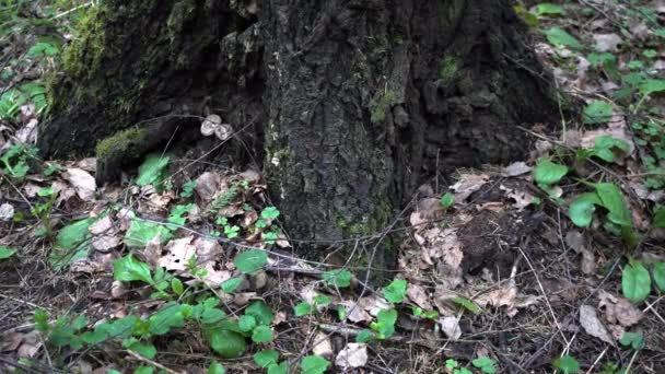 春の古い森林クローズ アップ — ストック動画