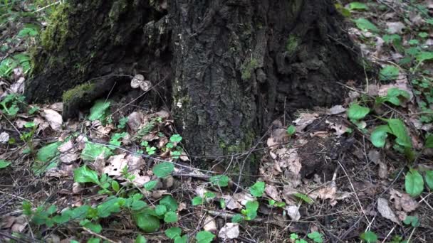 Printemps vieille forêt close-up 4K 
