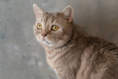 İskoç cins evcil kedi. Gri arka planda yakın plan.