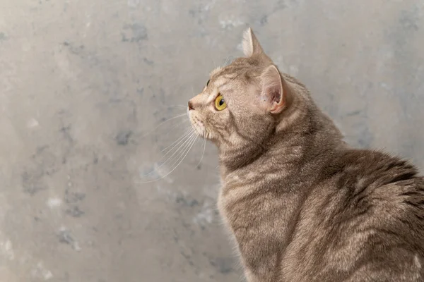 Schotse ras binnenlandse kat close-up op een grijze achtergrond — Stockfoto