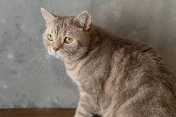 Scottish breed domestic cat close-up on a gray background — Stock Photo, Image