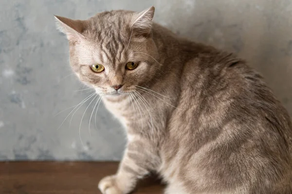 Escocés crianza doméstica gato close-up en un gris fondo —  Fotos de Stock