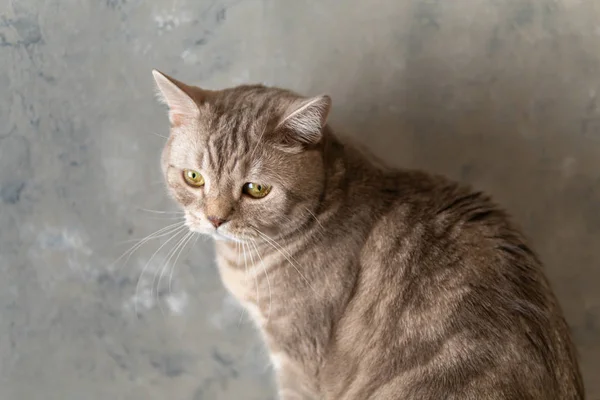 Schotse ras binnenlandse kat close-up op een grijze achtergrond — Stockfoto