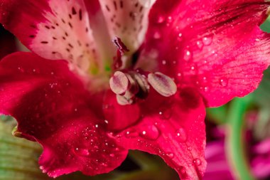 Alstroemeria ve Gerbera çiçekleri. Siyah arka planda su damlaları.