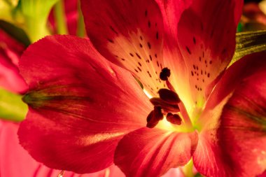 Alstroemeria ve Gerbera çiçekleri. Siyah arka planda su damlaları.