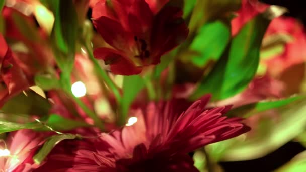 Alstroemeria Och Gerbera Blommor Med Vatten Droppar Svart Bakgrund — Stockvideo