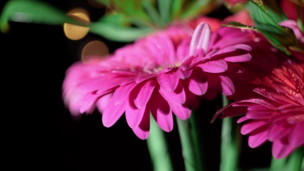 Alstroemeria Und Gerbera Blumen Mit Wassertropfen Auf Schwarzem Hintergrund — Stockvideo