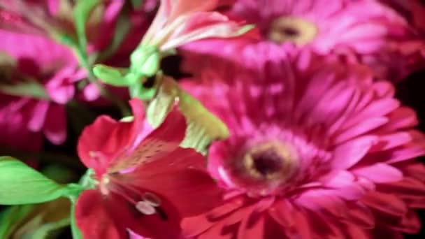 Alstroemeria Gerber Květiny Kapkami Vody Černém Pozadí — Stock video
