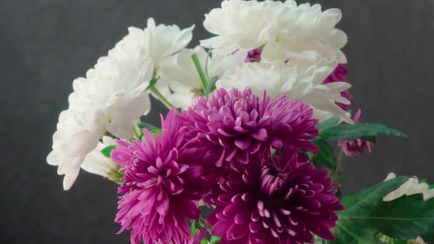 深色背景下的白色和紫色菊花 — 图库视频影像