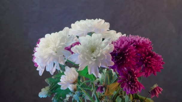 Chrysanthèmes Blancs Violets Sur Fond Sombre — Video