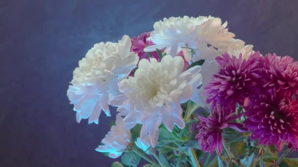 Chrysanthèmes Blancs Violets Sur Fond Sombre — Video