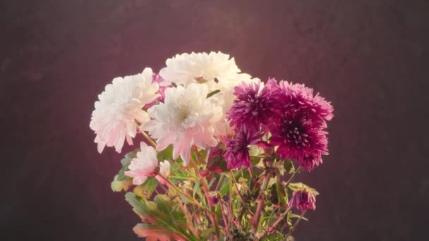 White Purple Chrysanthemums Dark Background — Stock Video