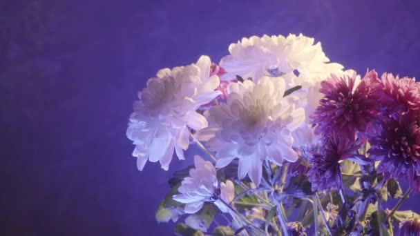 暗めの背景に白と紫の菊 — ストック動画