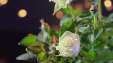Koyu arkaplanda güzel beyaz gül çiçekleri