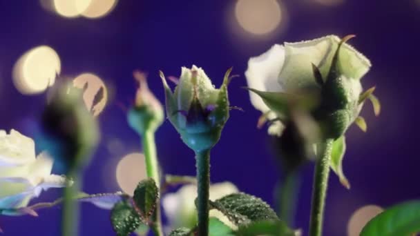 Hermosas flores de rosa blanca sobre un fondo oscuro — Vídeos de Stock