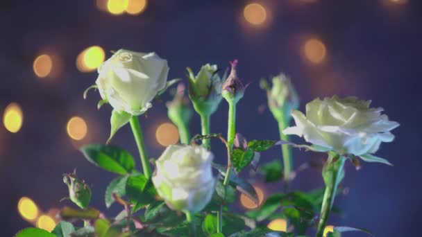 Hermosas flores de rosa blanca sobre un fondo oscuro — Vídeos de Stock