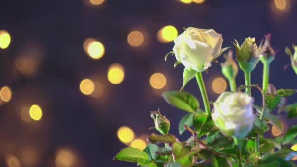 Hermosas flores de rosa blanca sobre un fondo oscuro — Vídeos de Stock