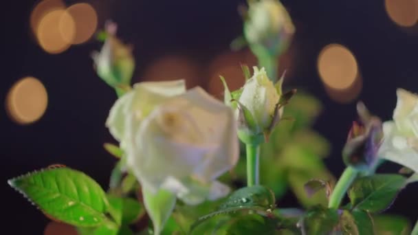 Lindas flores brancas rosa em um fundo escuro — Vídeo de Stock