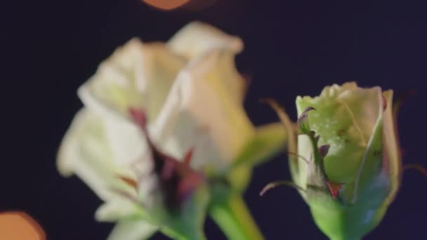 Hermosas flores de rosa blanca sobre un fondo oscuro — Vídeos de Stock